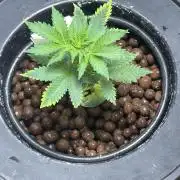 White LSD