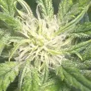 Ztrawberry Auto