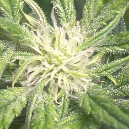 Ztrawberry Auto