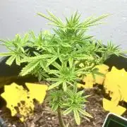 Squirt grow 2026
