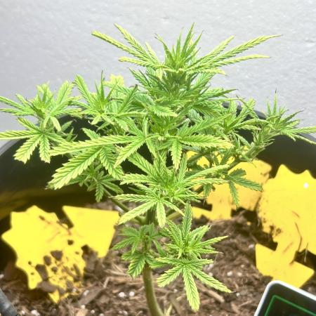 Squirt grow 2026