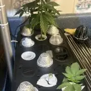 White LSD
