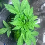 Gorilla Z auto