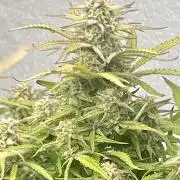 Gelato auto
