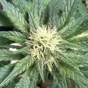 White LSD