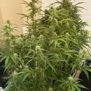 Gelato auto
