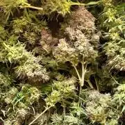 Gelato auto