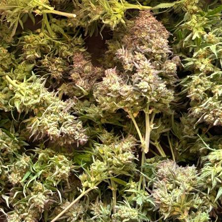 Gelato auto