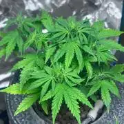 Gorilla Z auto