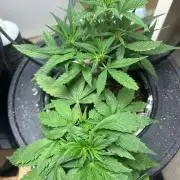 Ztrawberry Auto