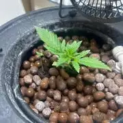 Ztrawberry Auto