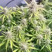 Gelato auto