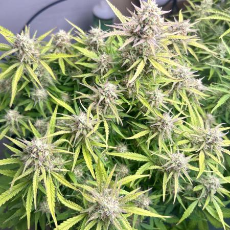 Gelato auto