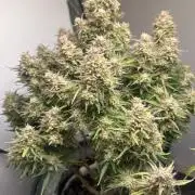 Gelato auto