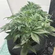 Gelato auto