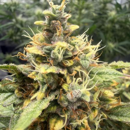 Humboldt tri grow
