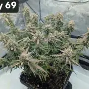 Green Crack