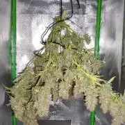 First grow ever