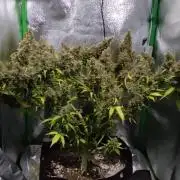 First grow ever