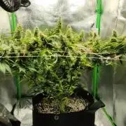 First grow ever