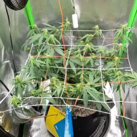 First grow ever