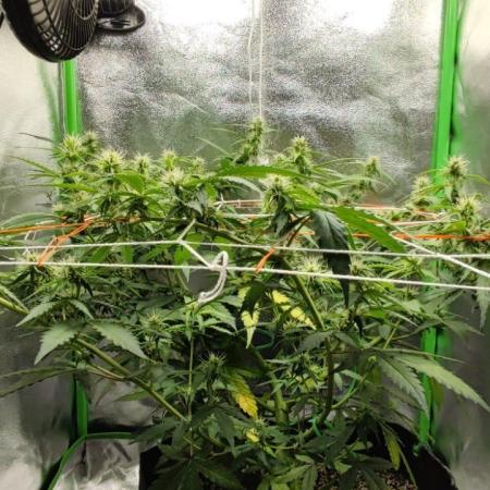 First grow ever