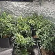 Strawberry cream