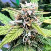 Gorilla zittles fastbuds