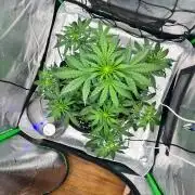 Gorilla zittles fastbuds