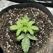 Gorilla zittles fastbuds