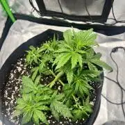 Gorilla zittles fastbuds