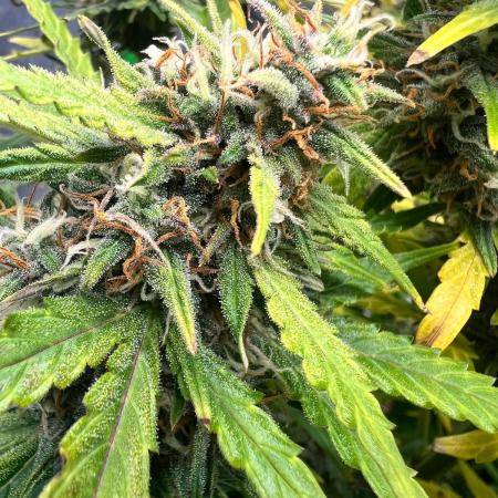 Gorilla zittles fastbuds