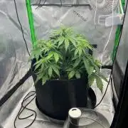 Gorilla Z auto experiment