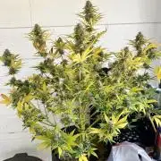Apple Betty auto
