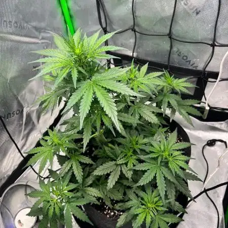 Gorilla zittles fastbuds
