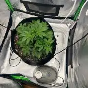 Gorilla Z auto experiment