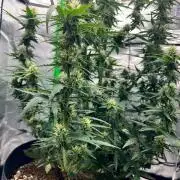 Gorilla zittles fastbuds