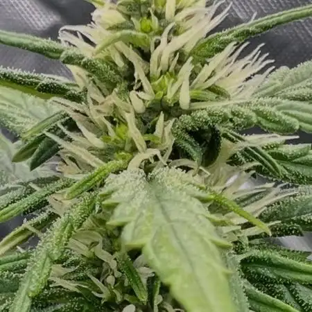 Gorilla zittles fastbuds