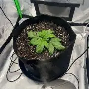 Gorilla Z auto experiment