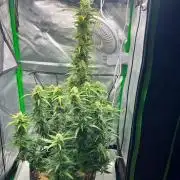 Gorilla zittles fastbuds
