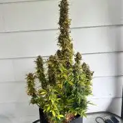 Gorilla zittles fastbuds