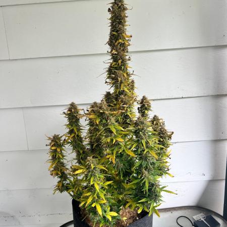 Gorilla zittles fastbuds