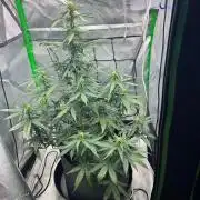 Gorilla zittles fastbuds