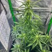 Gorilla zittles fastbuds