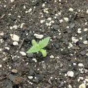 Gorilla zittles fastbuds