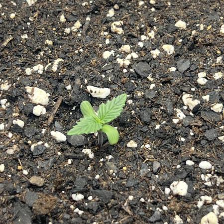 Gorilla zittles fastbuds