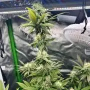 Auto fun