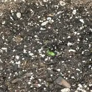 Gorilla Z auto experiment