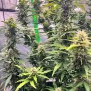 Gorilla zittles fastbuds