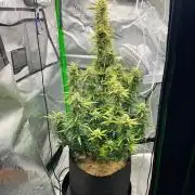 Gorilla zittles fastbuds